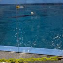 생활-생물-생태 프로그램(상반기) | 울산 장생포 고래생태체험관 설명회 시간 관람팁 정리