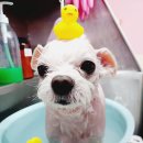 땡큐멍냥 이미지