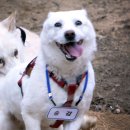 송강동물병원 이미지