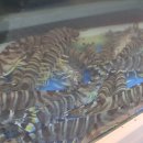 보리수산 이미지