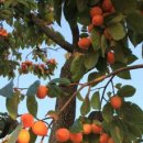 행복나무유치원 이미지