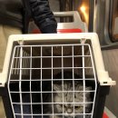 프라하동물병원 이미지