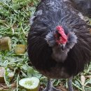 우석농장(2농장) 이미지