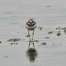 서산의 꼬마물떼새(Little ringed plover) 이미지