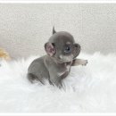 유앤미펫 강아지분양 고양이분양 위례점 이미지