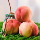 영천농장 이미지