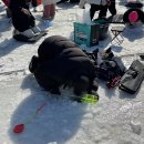 상수내리낚시터(산7-2) | 화천 산천어축제 2026 방문후기 필수 준비물 꿀팁 메탈지그 묶는 법