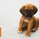 스마트독까페 이미지