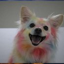 두두펫케어 이미지