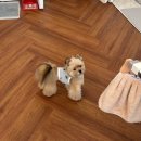 멍쿠킹 | 양주 옥정 강아지 수제간식점 멍쿠킹 강아지케이크 원데이클래스 후기