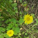 새론민박 이미지