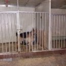 케이원애견훈련소 이미지