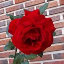 일광농장 이미지