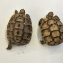 파충류샵 렙타일스테이션 이미지