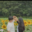 국내 여름 꽃축제 7월 해바라기 후기