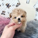 대전애견경매장 | 부산말티푸분양 행복한 가족이야기