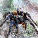 그린슈퍼 이미지