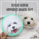 드로잉 | 모모인드로잉 후기│강아지 그림·반려동물 초상화 주문제작