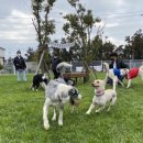 제주펫스쿨 이미지