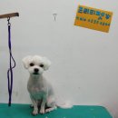 프리티펫 이미지