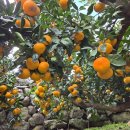 노지하우스 | 제주 노지 감귤 택배 추천🍊 진짜 솔직 후기 &amp; 구매 방법 TIP