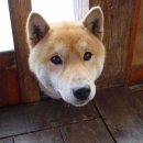 창꼬