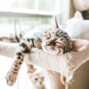 냥이의꿈 이미지