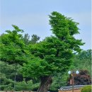 수비면 | 블로그 이웃 148, 국내 이색 명소 소개, 해외여행 시리즈로 싣는 mono 님