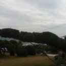 소나무 농장 이미지