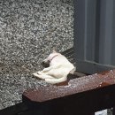 제천종합동물병원 이미지