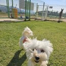 메이저 애견훈련학교 이미지