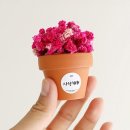 그린데코 - 서초구 동산로6길 17-7 | 안개꽃 미니화분 사무실 책상 화분 드라이데코 힙팟 후기
