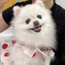 버디그루밍 이미지