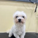 킴스펫살롱 이미지