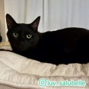 의료법인 동영의료재단 상록병원 | [밀린일기] 공황, 방광염, 춘계카타르결막염, 군항제 양갱대량제작, 피부염으로 고생😂, 도테라 일상.