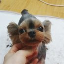 동글동글 이미지