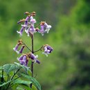 오동나무공원 이미지