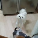 아름바오