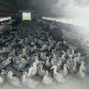 오리농장 이미지