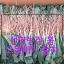 선향농장 이미지