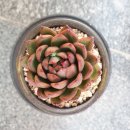 카사블링카 이미지