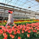 동곡16-2 농로 | 부산 근교 김해 튤립 꽃 체험 농장 플라워팜팜 아이랑 실내 가볼만한곳
