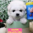 퍼피케어 이미지