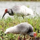 우포 따오기 구조 치료센터 이미지