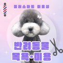 플러스애견미용실 이미지