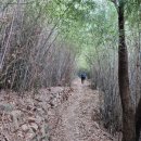 호랑산 둘레길 이미지