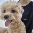 멍균관대 이미지