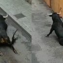 황소 이미지