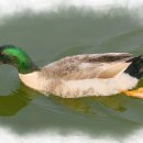 청둥오리 이미지