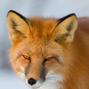 깜찍한여우